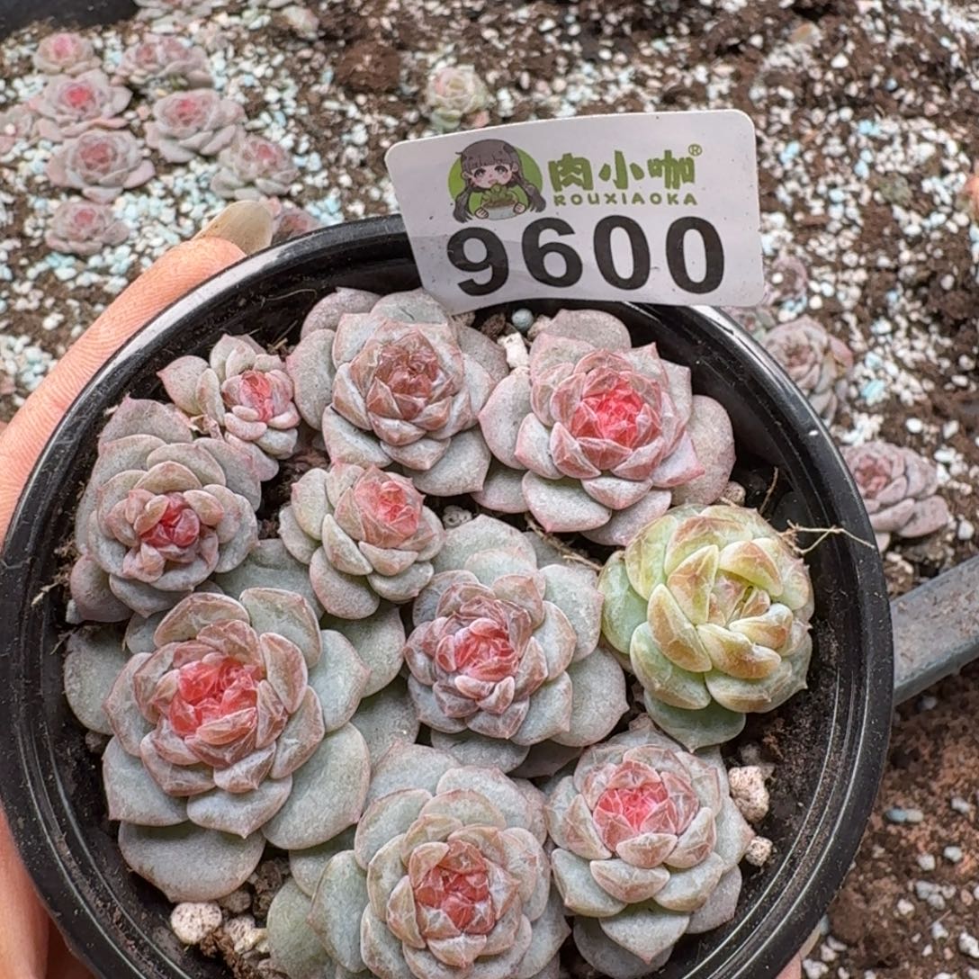 多肉植物多肉植物