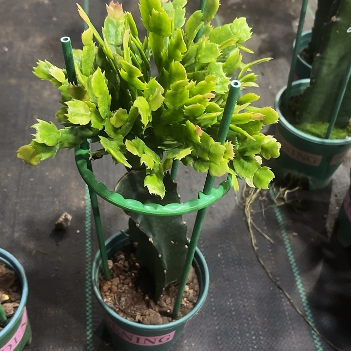 .***m当前无花栽培后可以开花