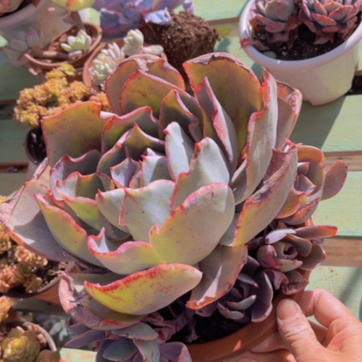 【闪购商品】晚霞08258