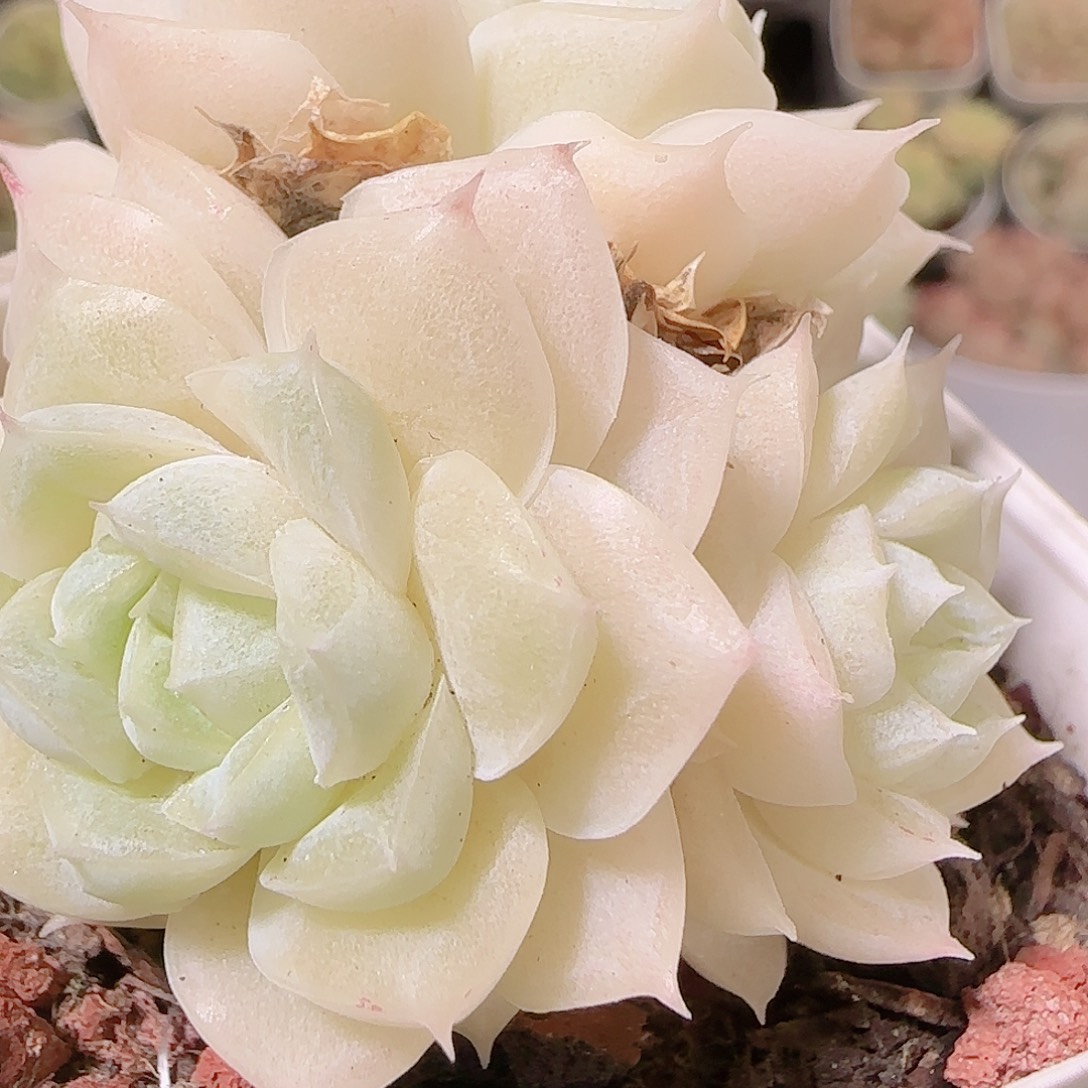 花语逸镜1126-356散