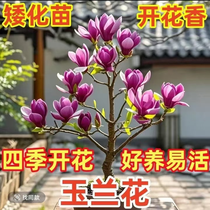  【盆栽-矮化款-星空玉兰】四季开花浓香型耐寒耐高温庭院种植