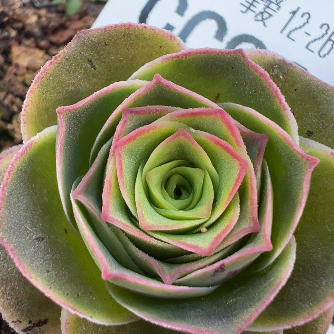 陈陈905土豪帕美mex共情x各种