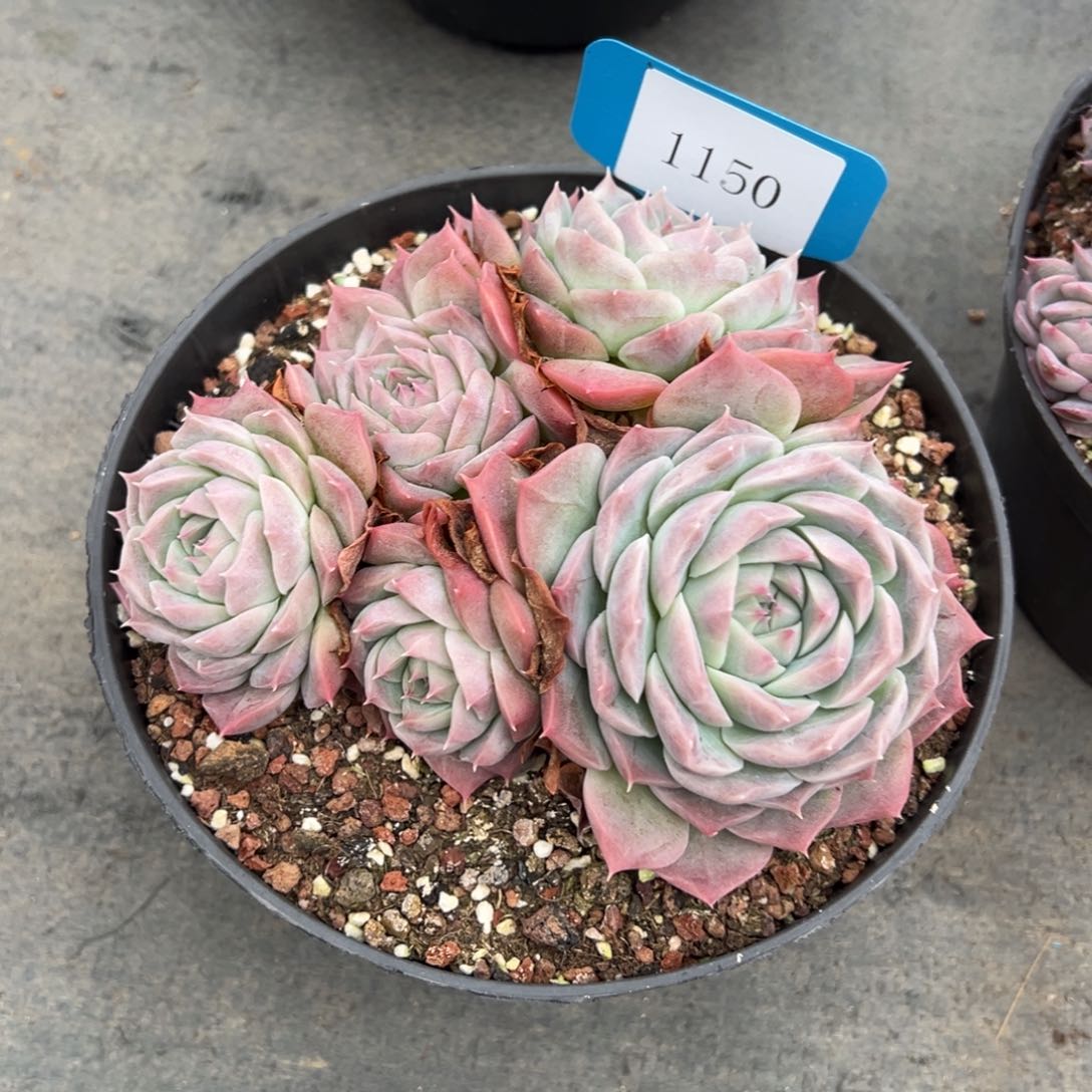 孙*娘1150多肉多多多多