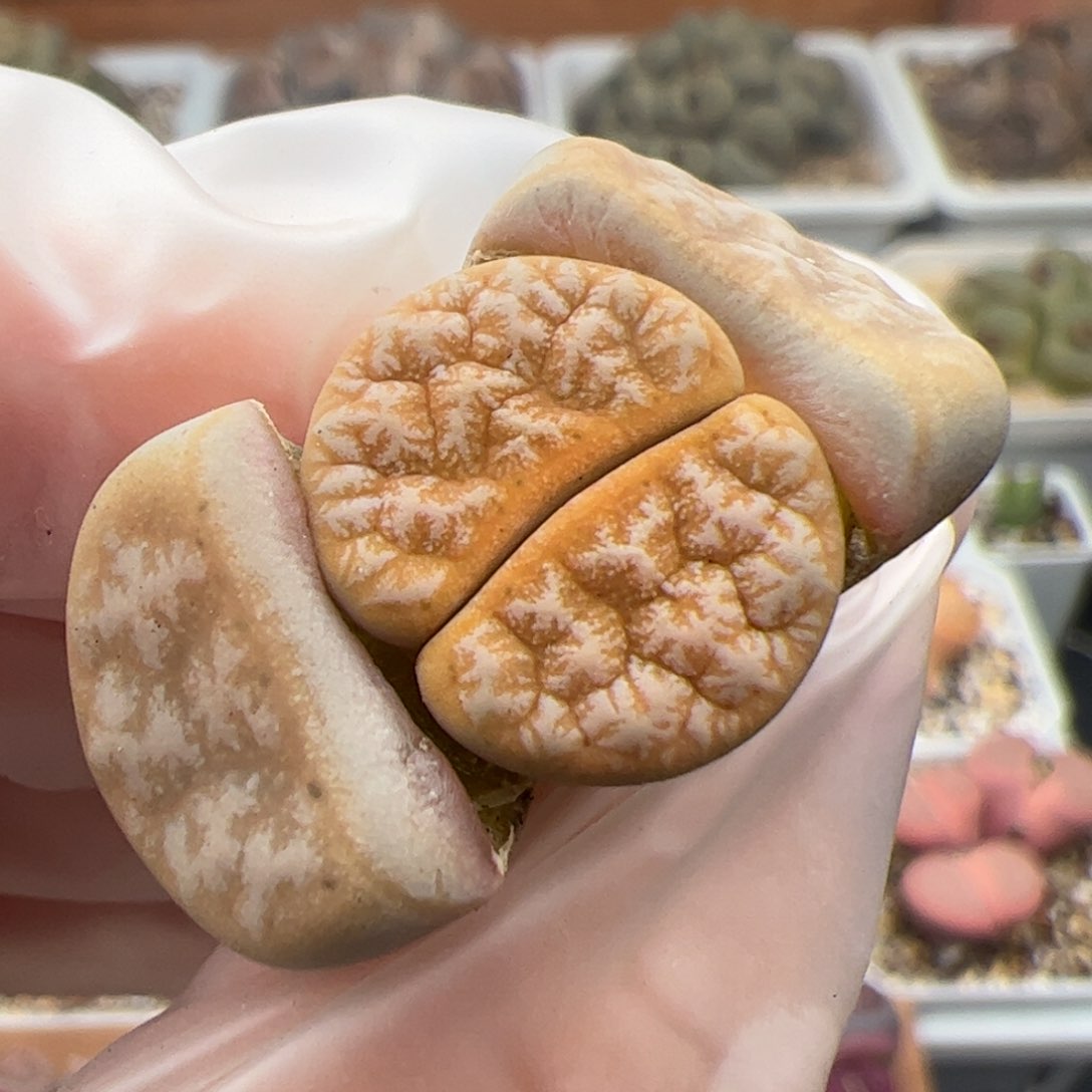 0404嗨拿铁多肉植物