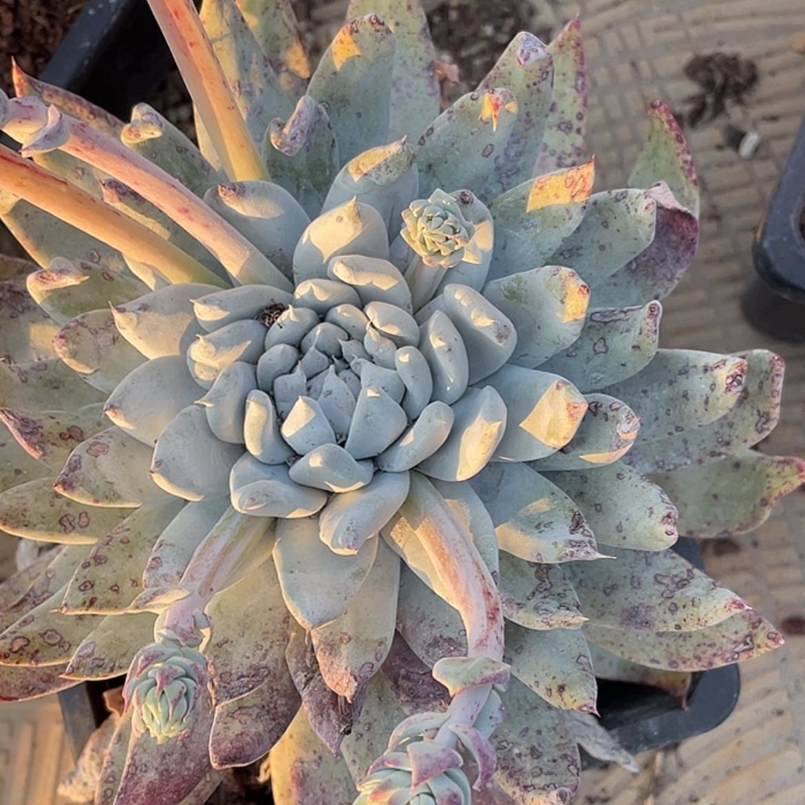 【闪购商品】赛丽娜分心