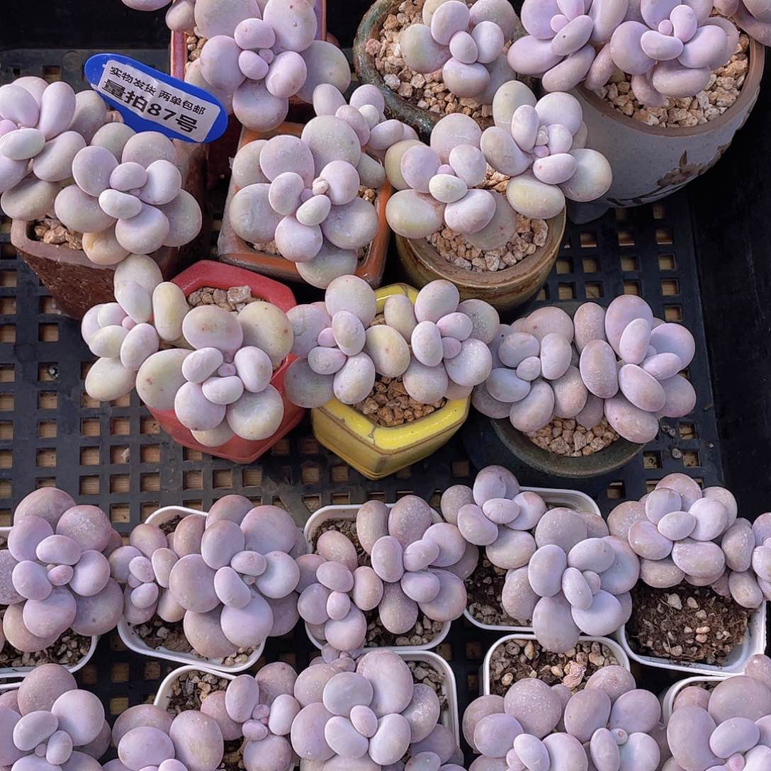 量拍87号 大叶奶水光针原始奶双头一个