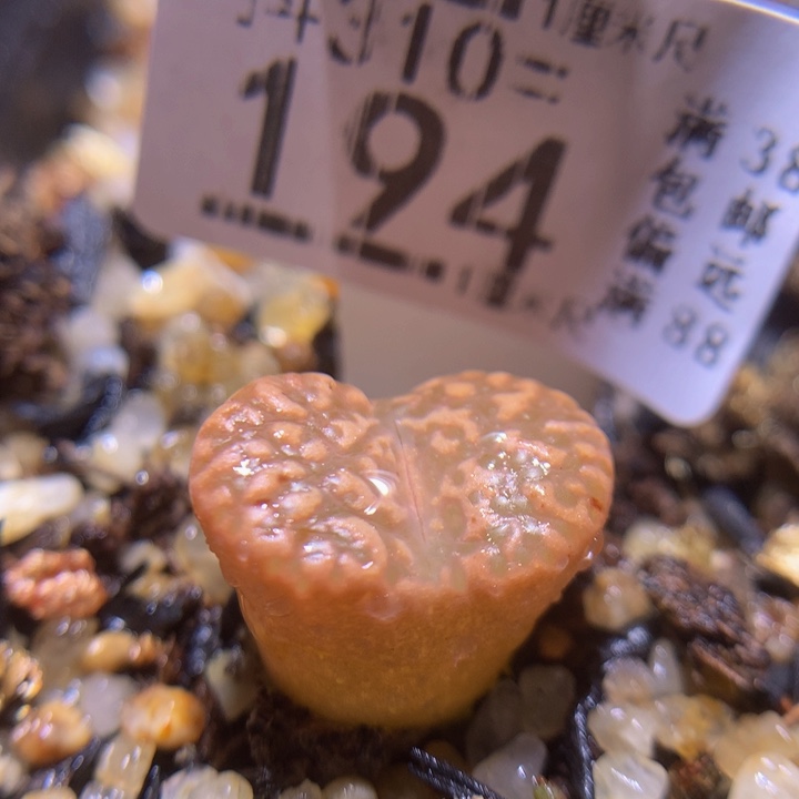 精品生石花310.194