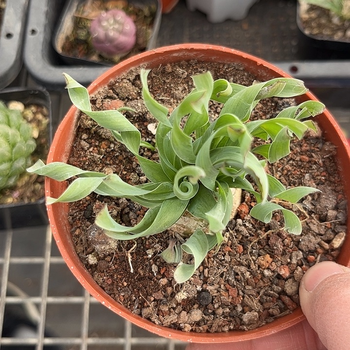 我也不知道我为什么要这样