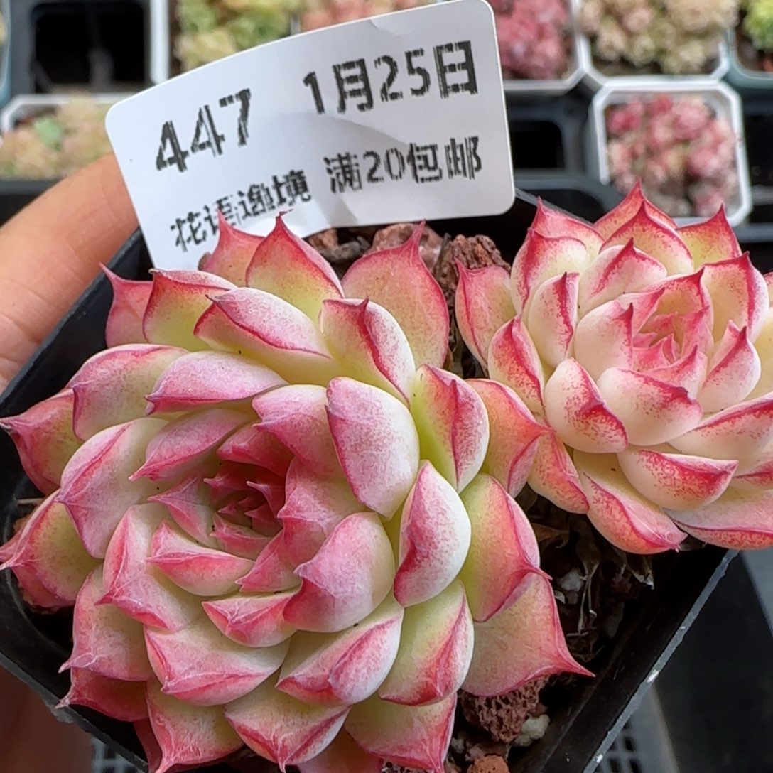 花语逸镜0125-447