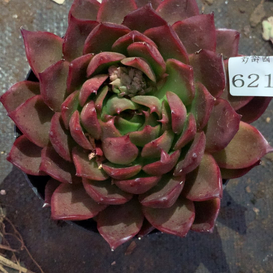 6213杂交多肉老桩