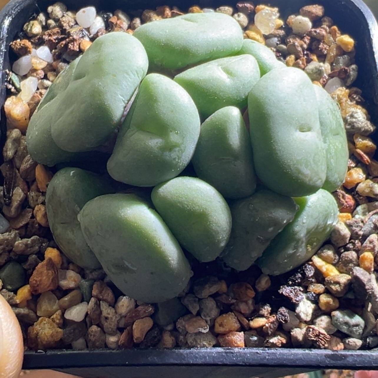 【闪购商品】毛饼。