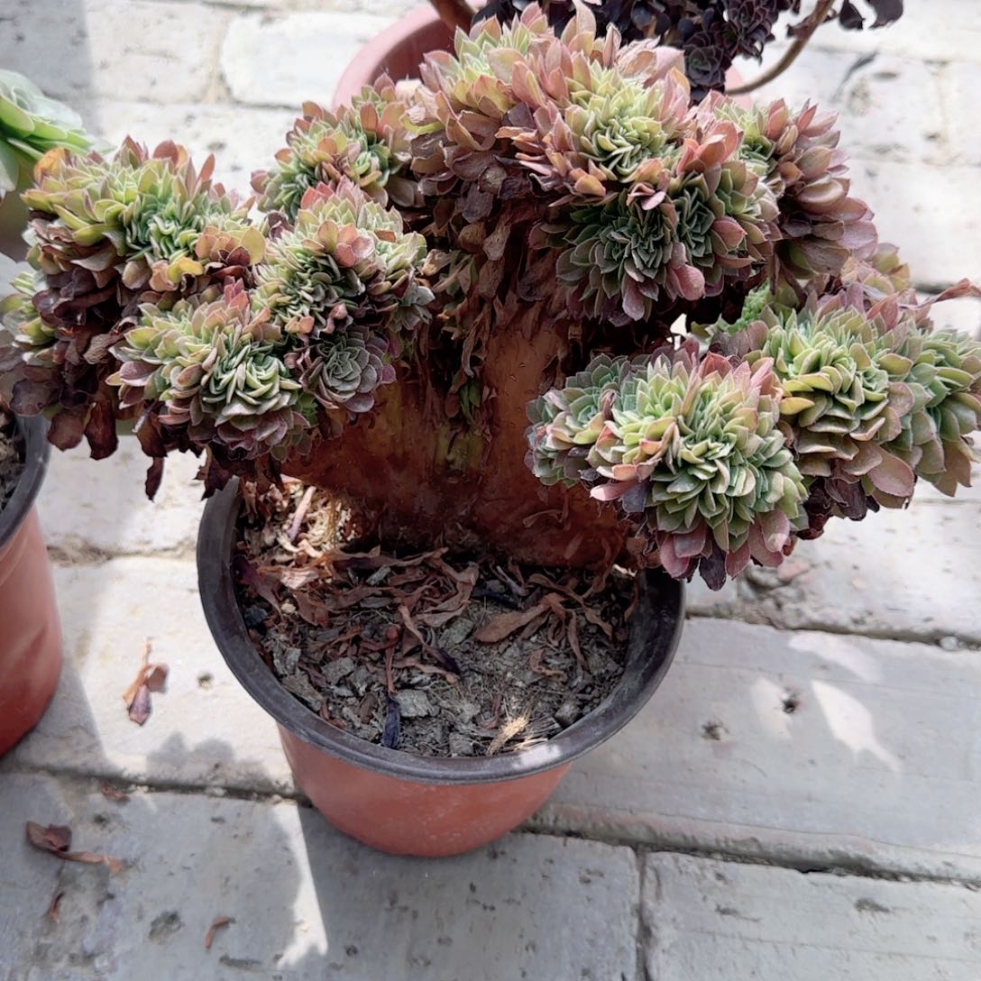 无花朵万圣节缀化大