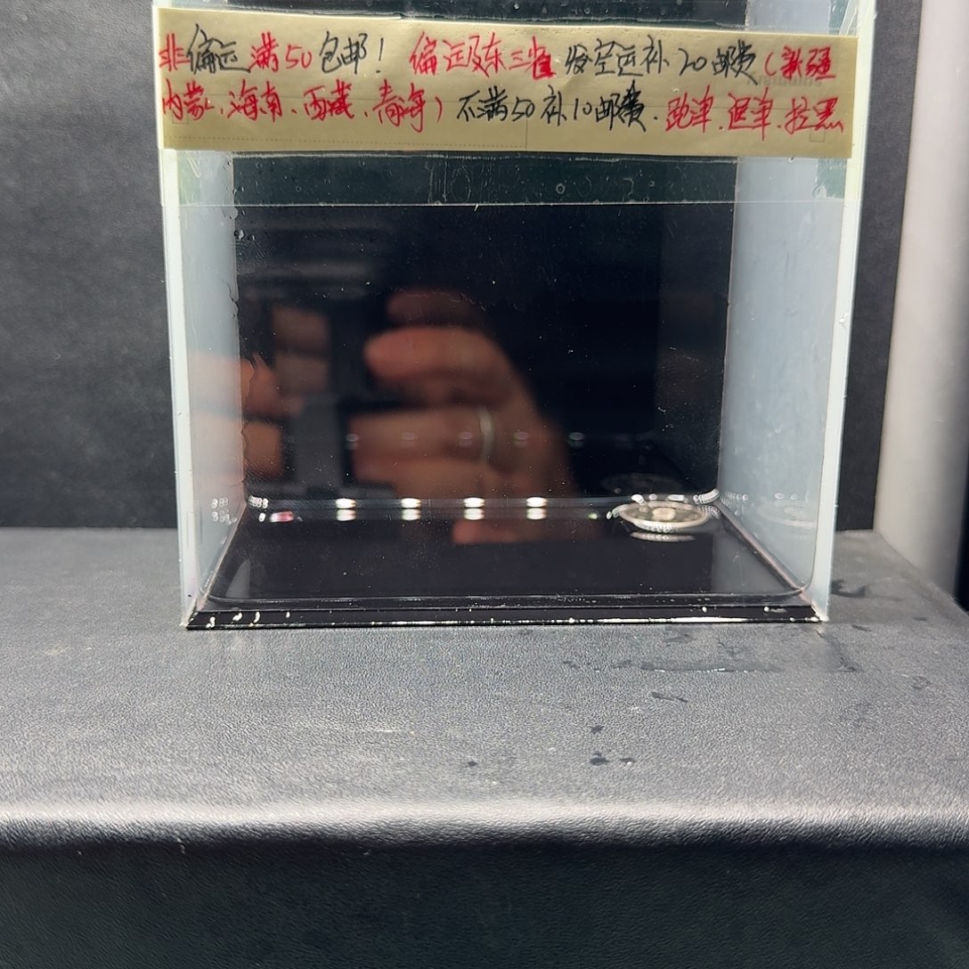 孔雀鱼熊猫黑子一对