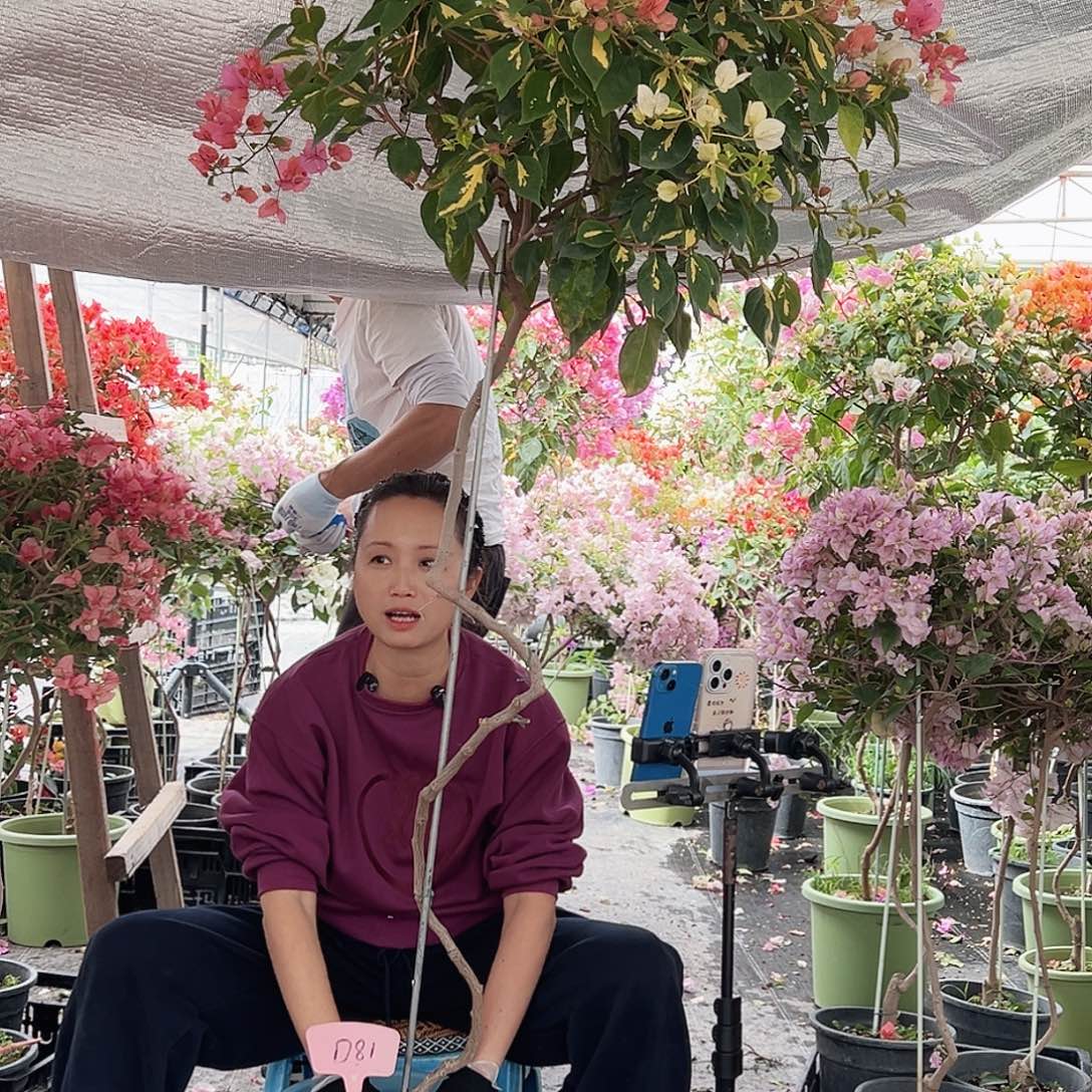 半***烟大部分花苞少量开放D81金心橙白