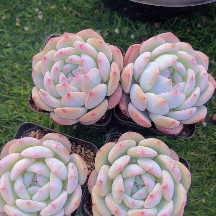 健健康康平平安安