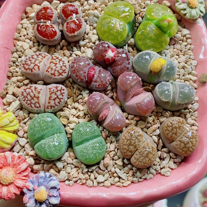 生石花花花花花花花666