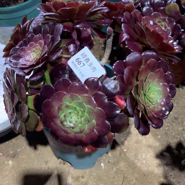 667黑萝莉多肉植物特价