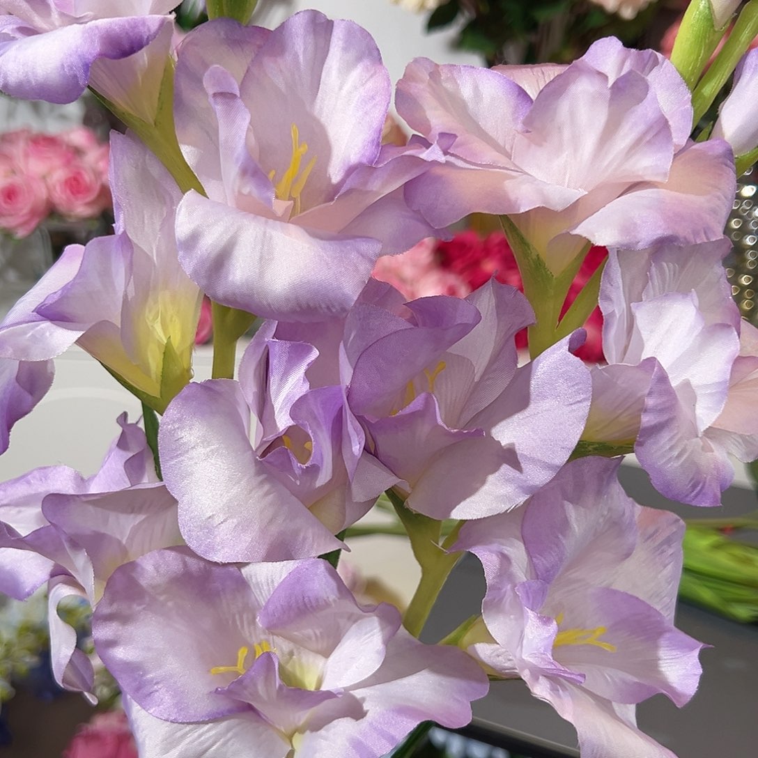 2枝紫色剑兰花。         