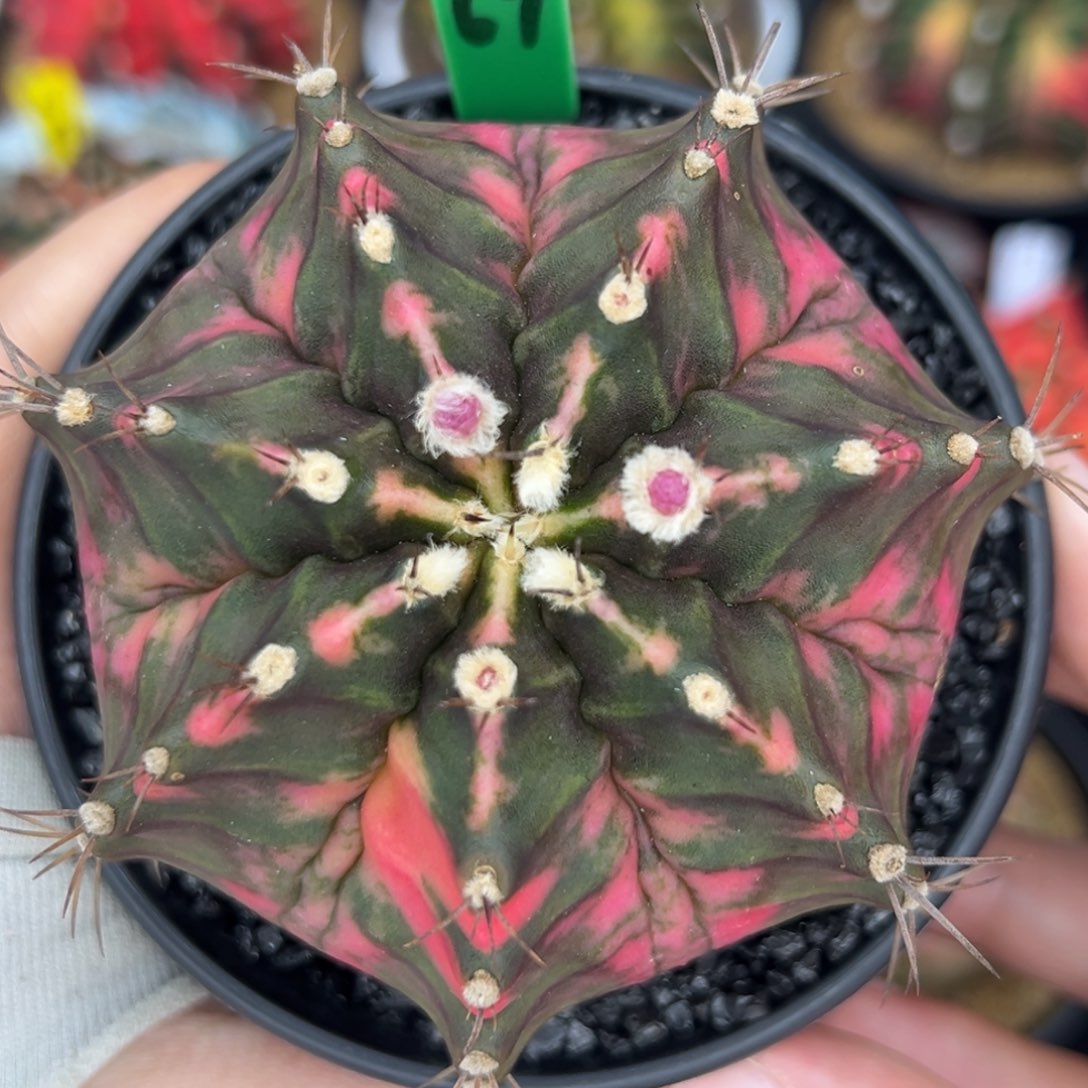 泰系实生豪臀米哈锦H67