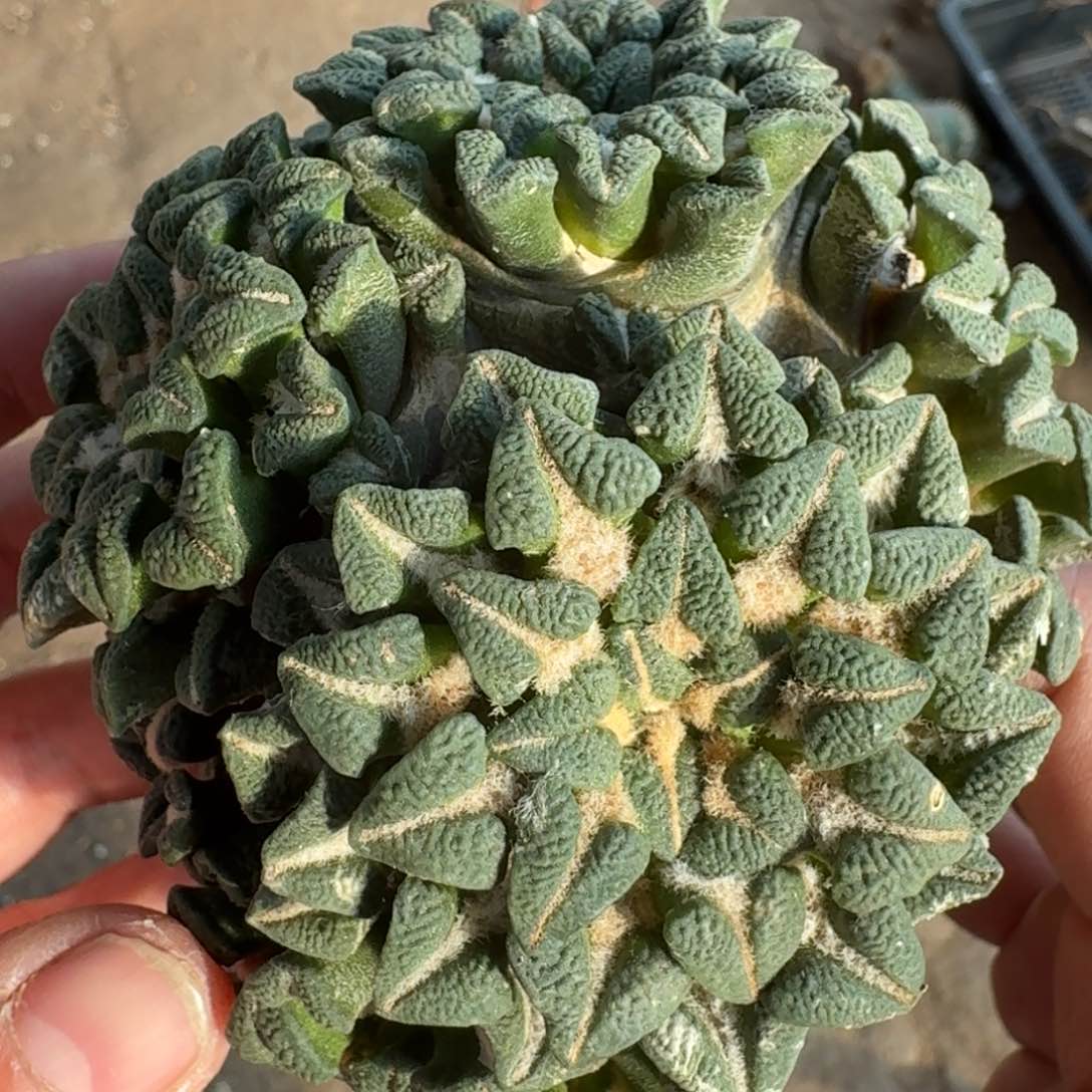 【闪购商品】群头黑牡丹940