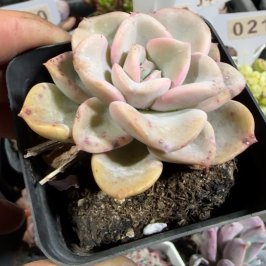 32心愿一物一拍多肉