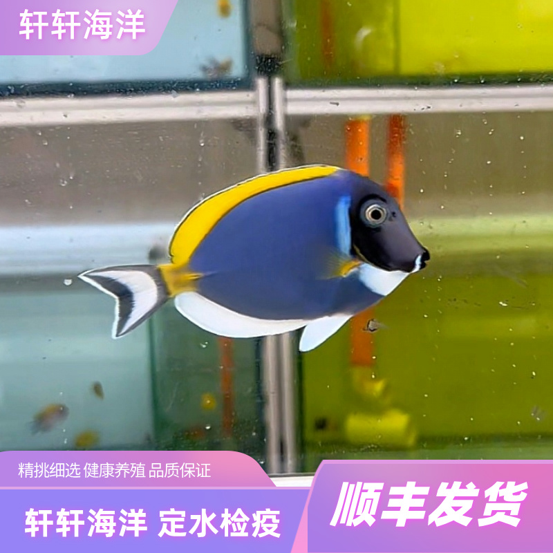 马代粉蓝 请仔细阅读链接详情页里的报损规则下单表示认可