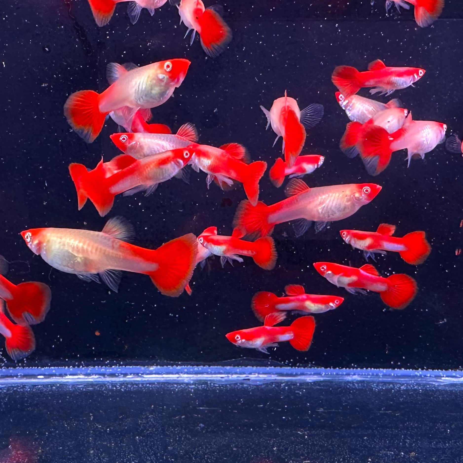 鸿运当头小型热带孔雀鱼好养耐活观赏鱼凤尾鱼新手鱼闯缸鱼