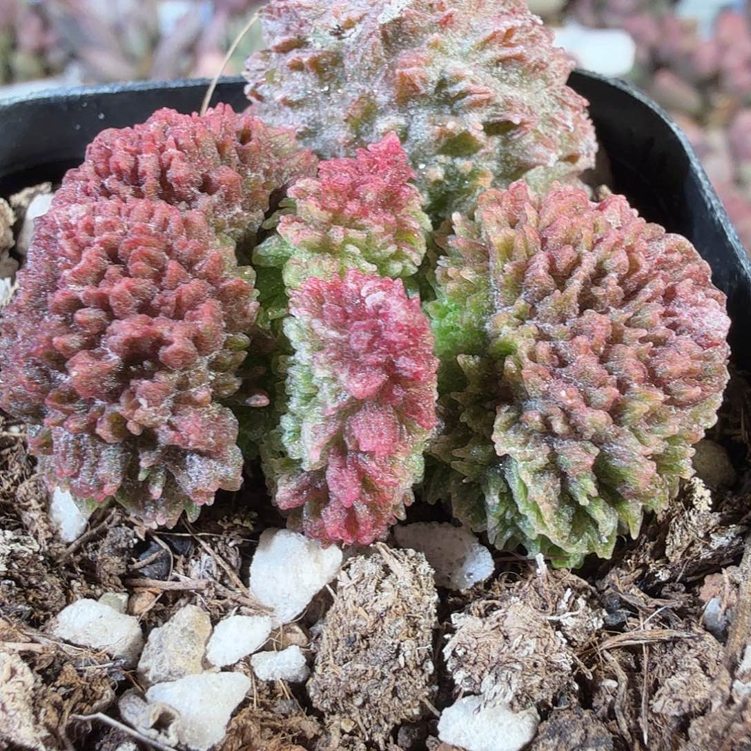 朱紫玉                   