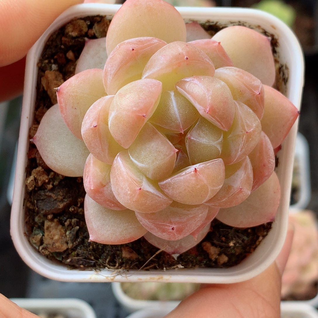 70珍妮58包邮  群生不包整