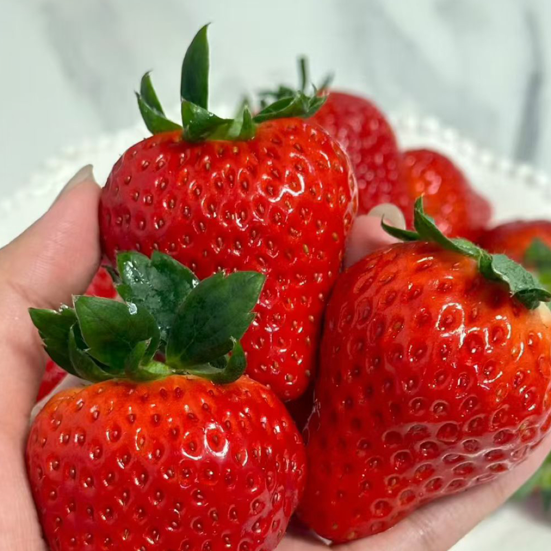 无品牌 丹东99奶油草莓【不可避免个别擦伤】（建议勿拍）