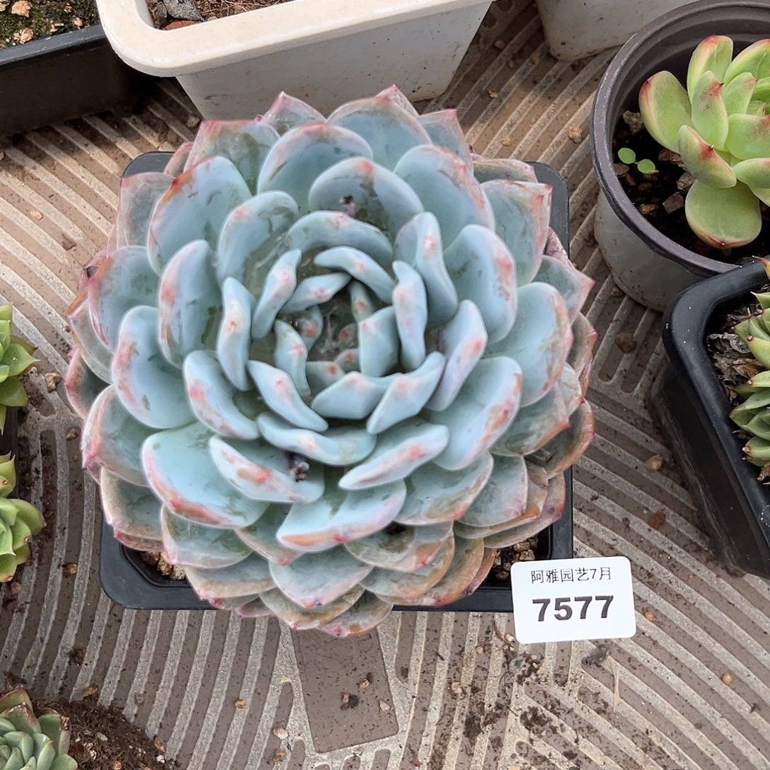 没***琪阿雅园艺。     7577