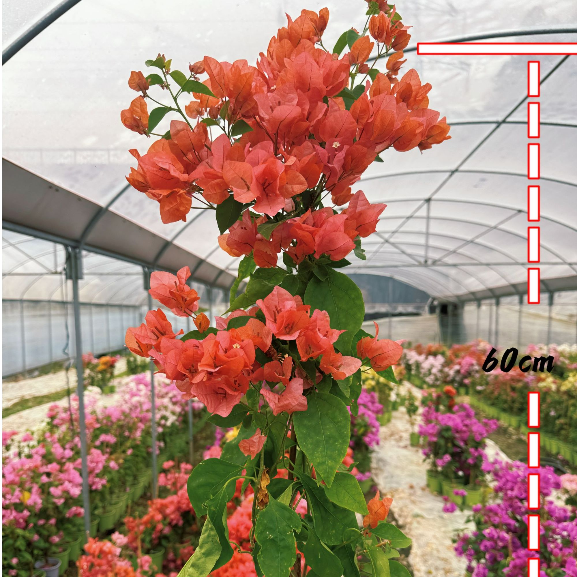 【阿奴娜】0.5加仑原盆带花四季勤花爬藤三角梅