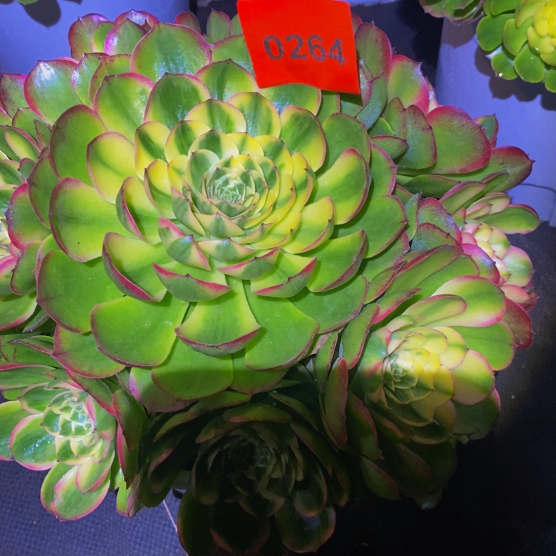 平***》0264多肉植物海仙