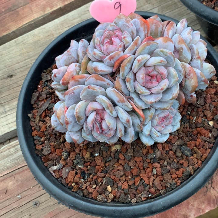 多肉植物石榴籽陈陈