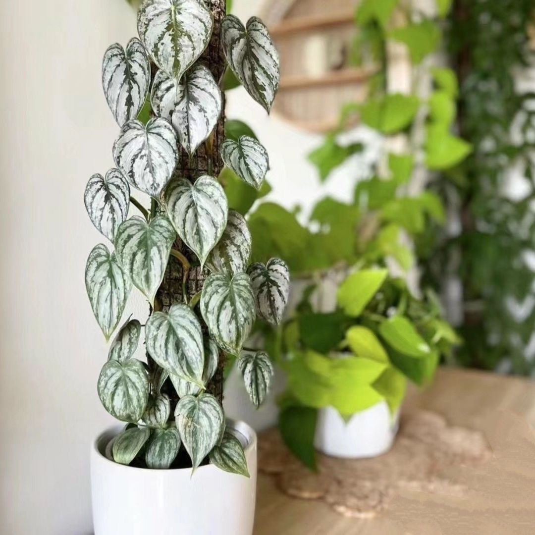 白兰地蔓绿绒室内观叶绿植爬藤植物四季常绿净化空气