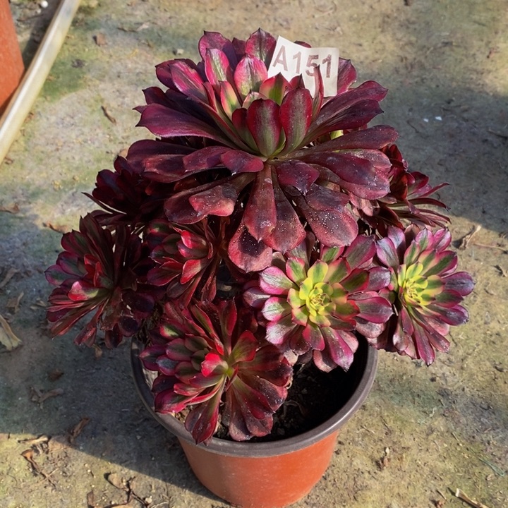 美肌多肉植物151