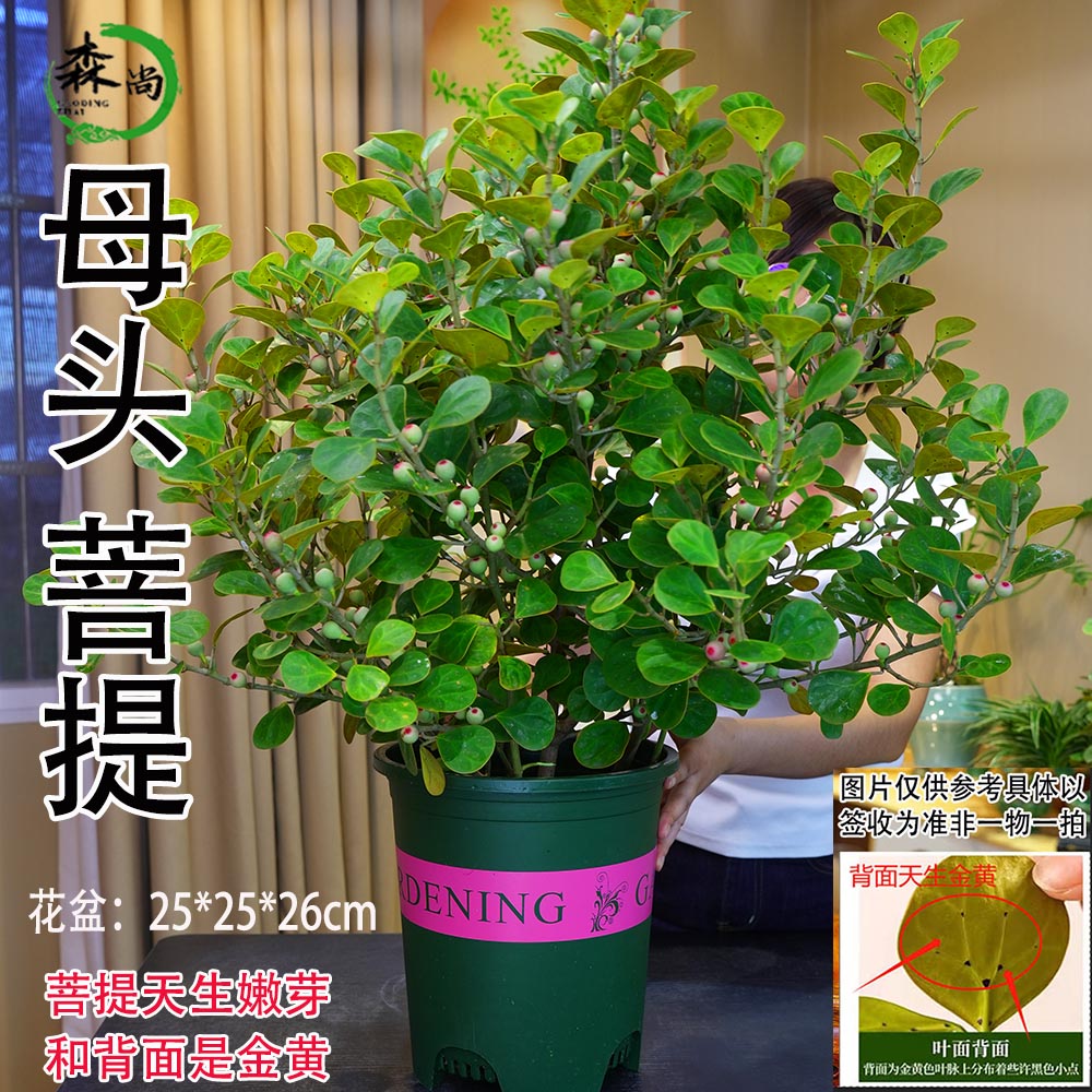 母头老桩菩提树盆景带果办公室内盆栽中式桌面禅意摆件好养绿植物