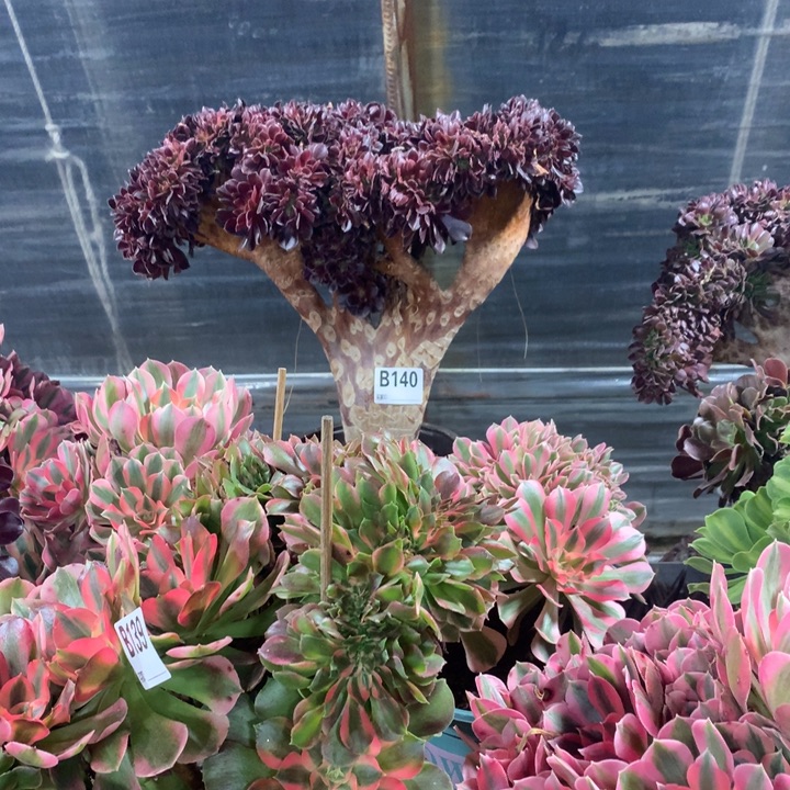 140欧紫缀多肉法师