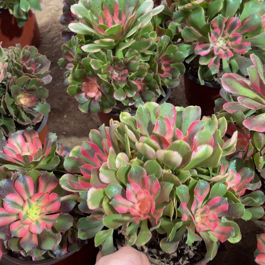 香妃法师9.9多肉植物