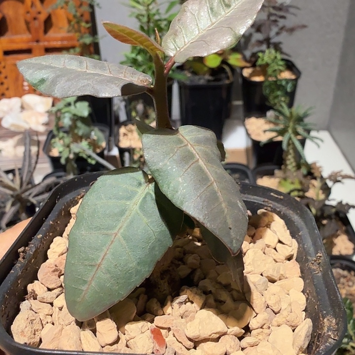 实生比弗然裂榄一物一拍