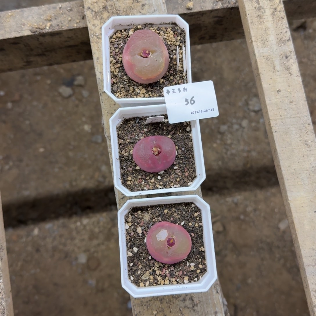 丁***加多肉多肉多肉12-056 1804