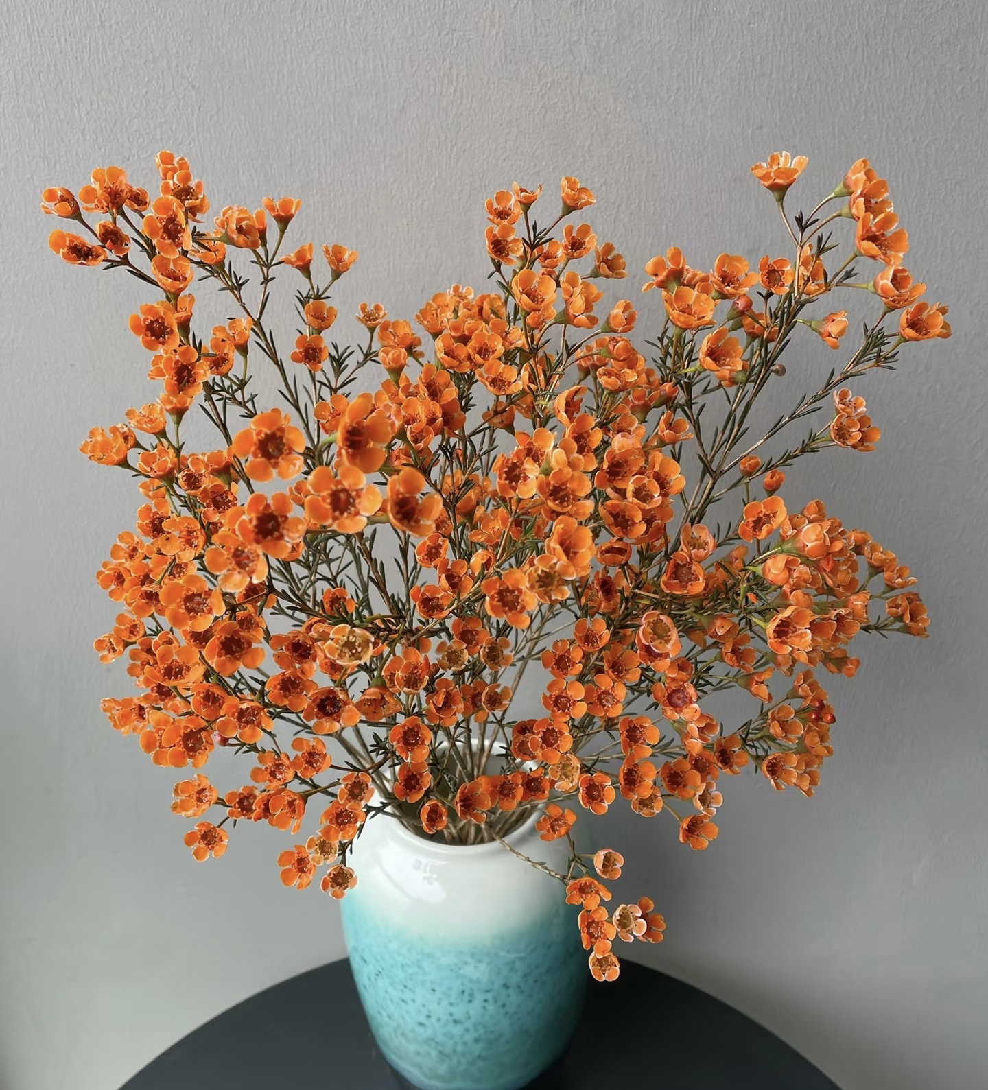 【年宵花橙色澳洲腊梅】任意两单顺丰冷链包邮，0度以下必拍保温棉！