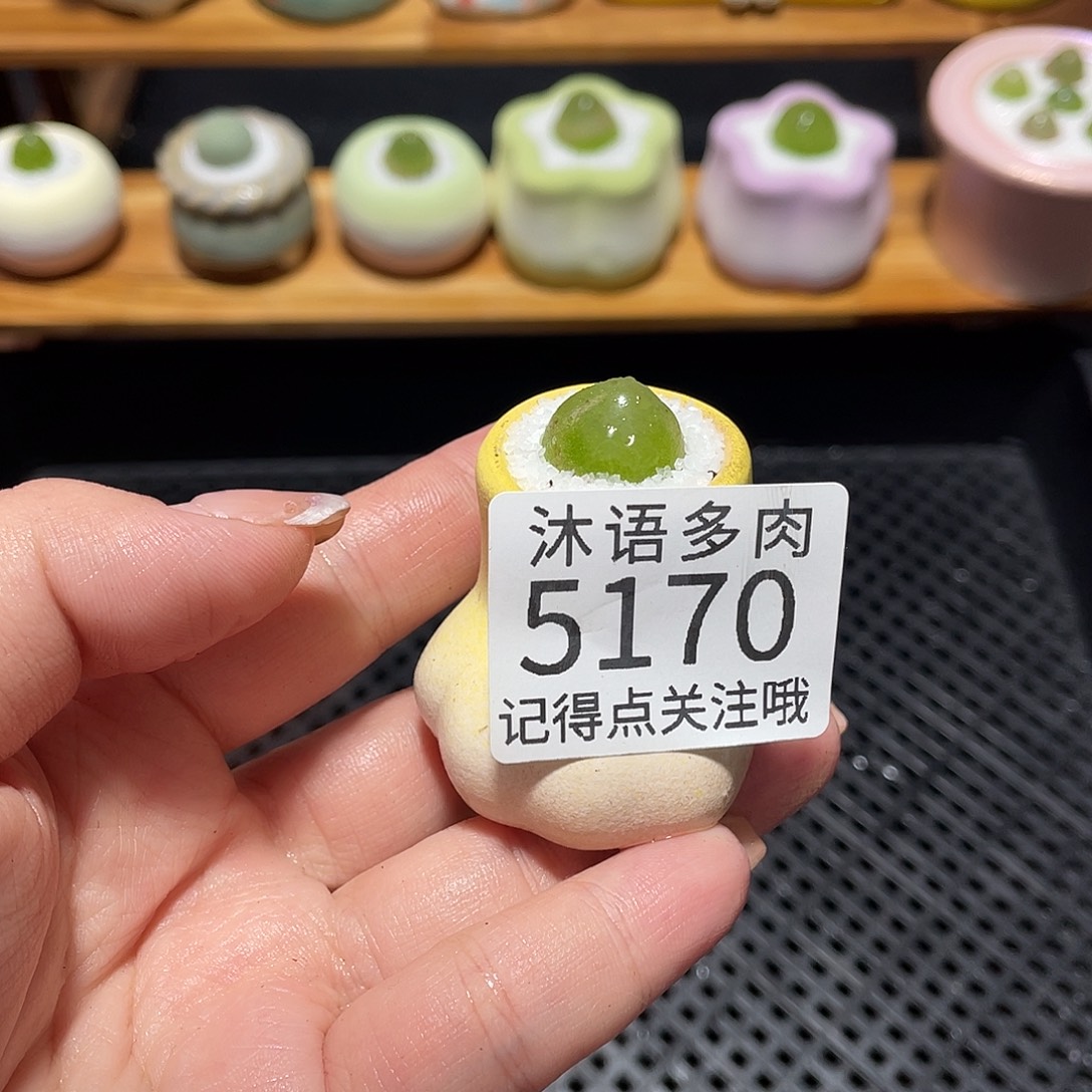 脚***弟带盆土植物 一物一拍5170