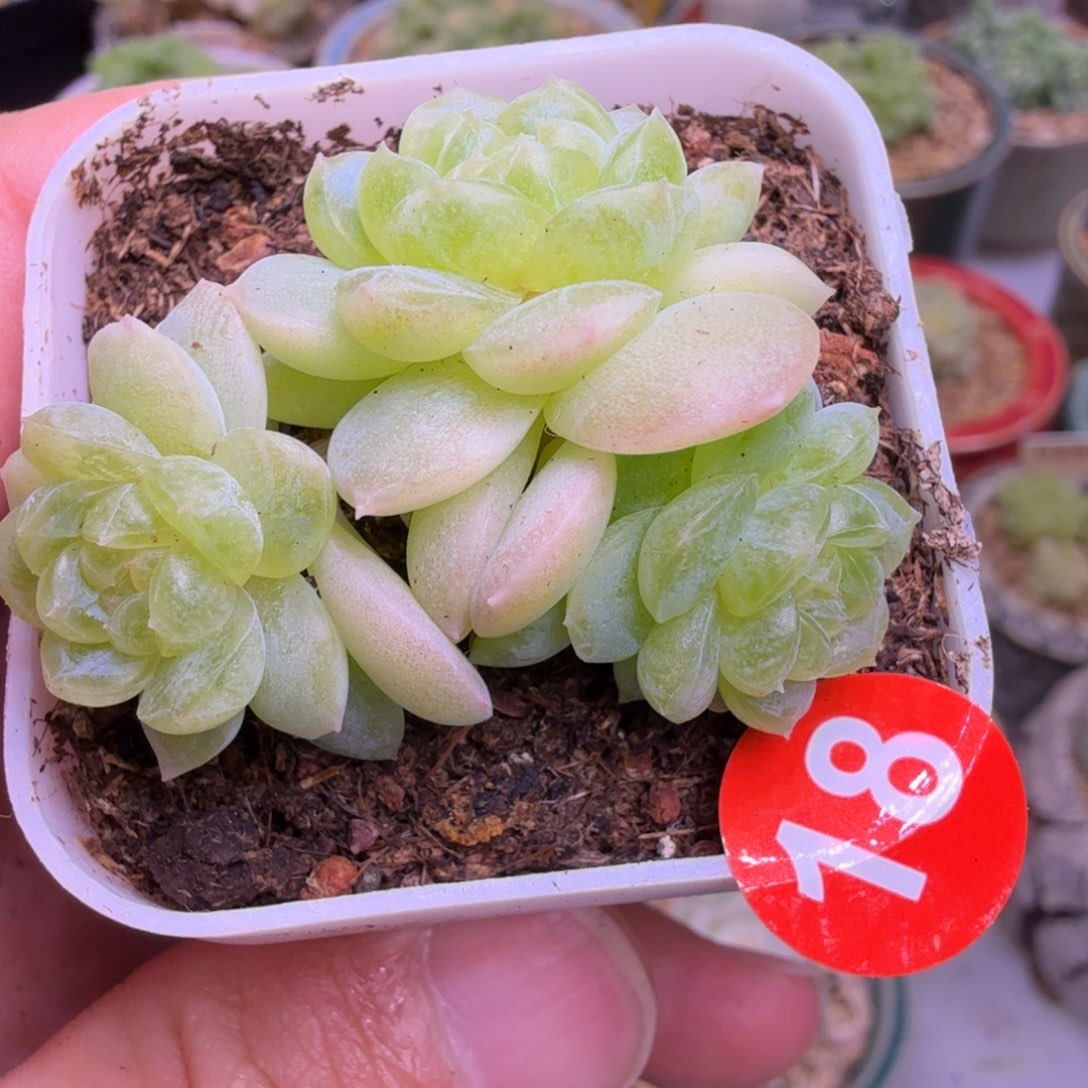 涛***哥18号3头白冰一物一拍