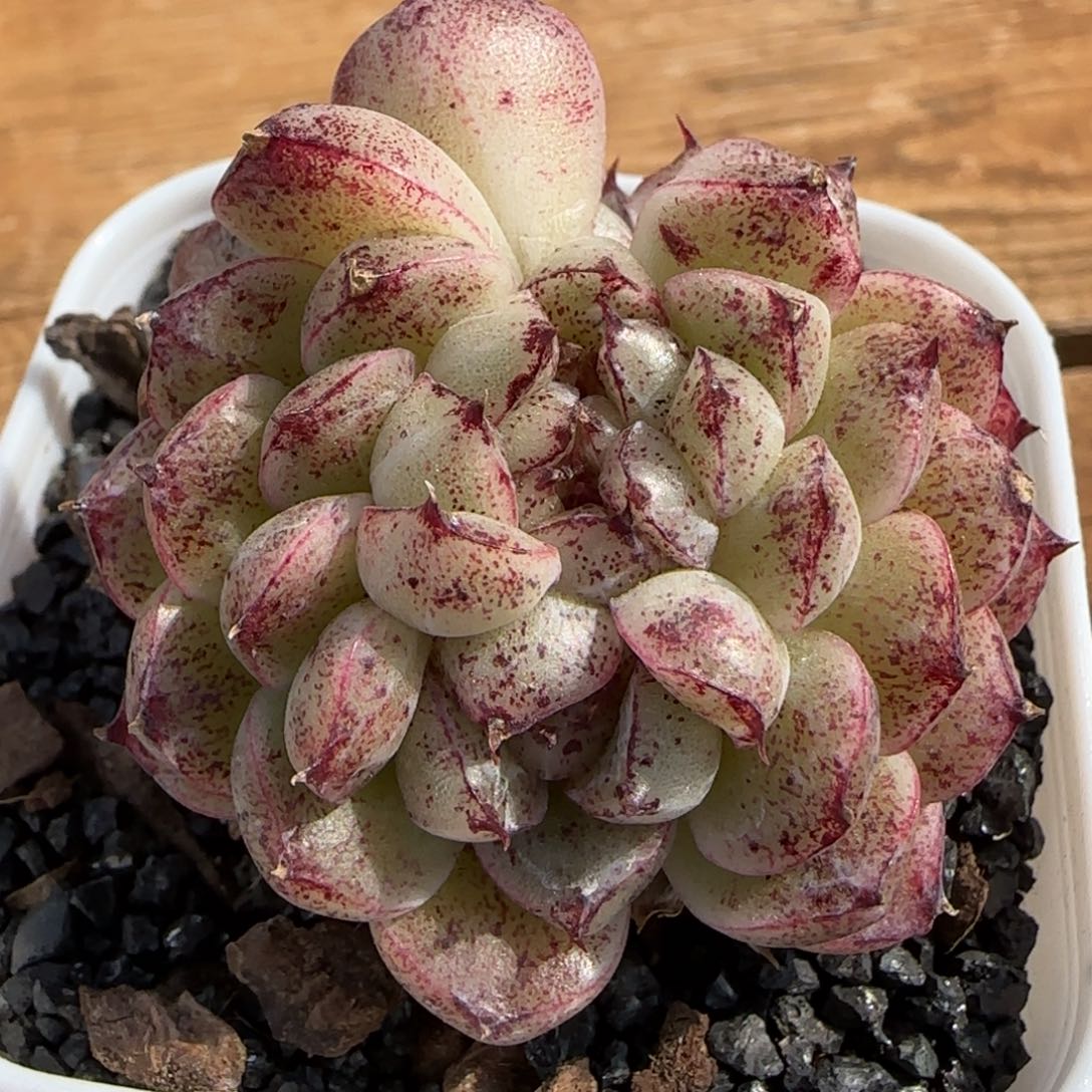 赤水晶小缀化多肉