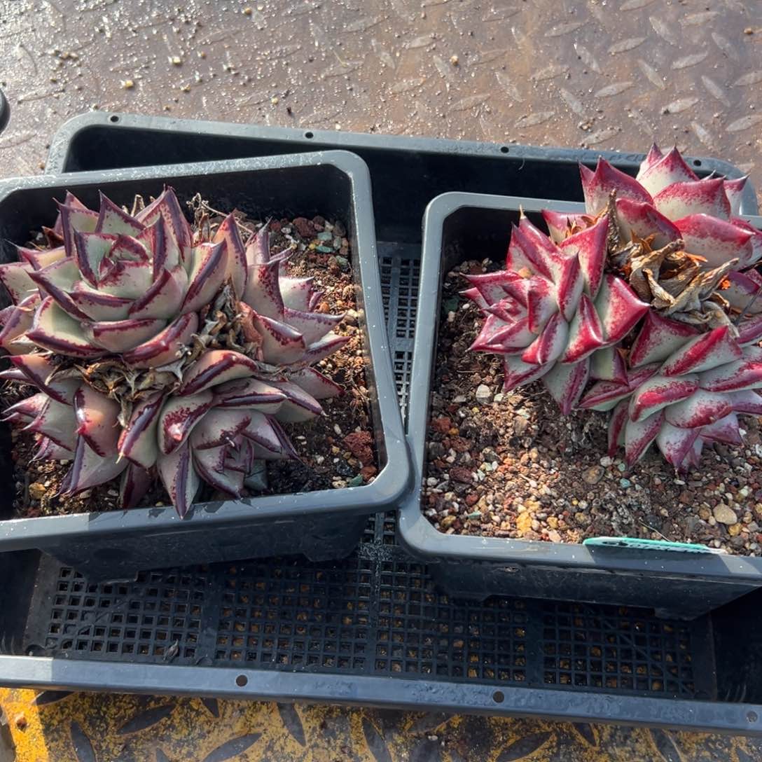 多肉编号0123-105