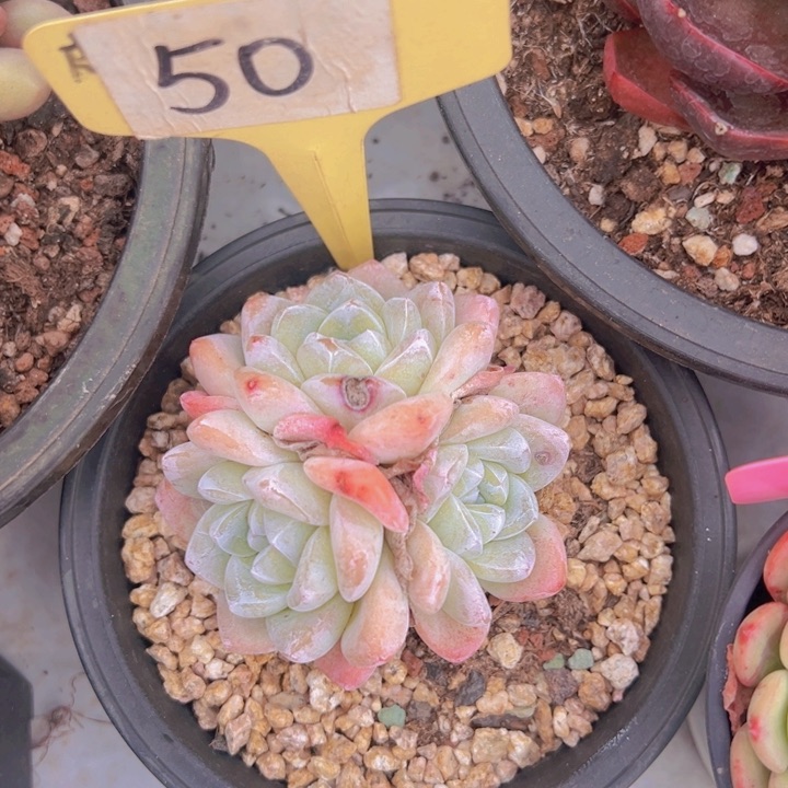 健健康康平平安安