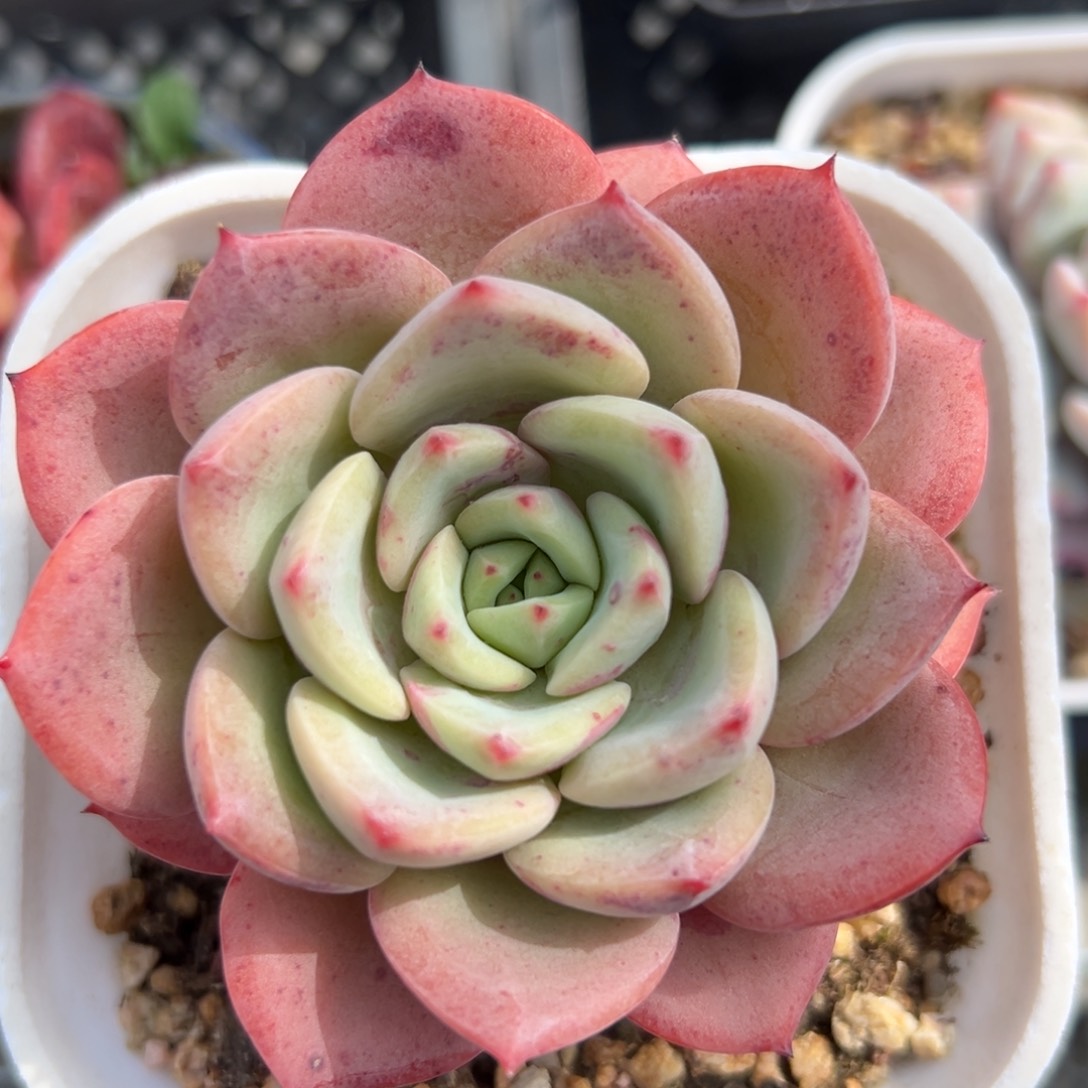 三文鱼精控多肉一物一拍