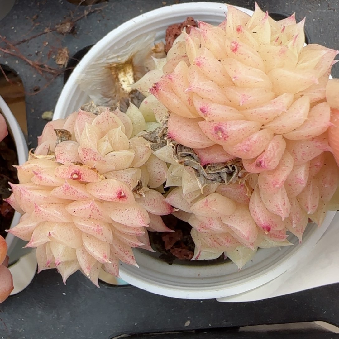 花语逸境0216-266