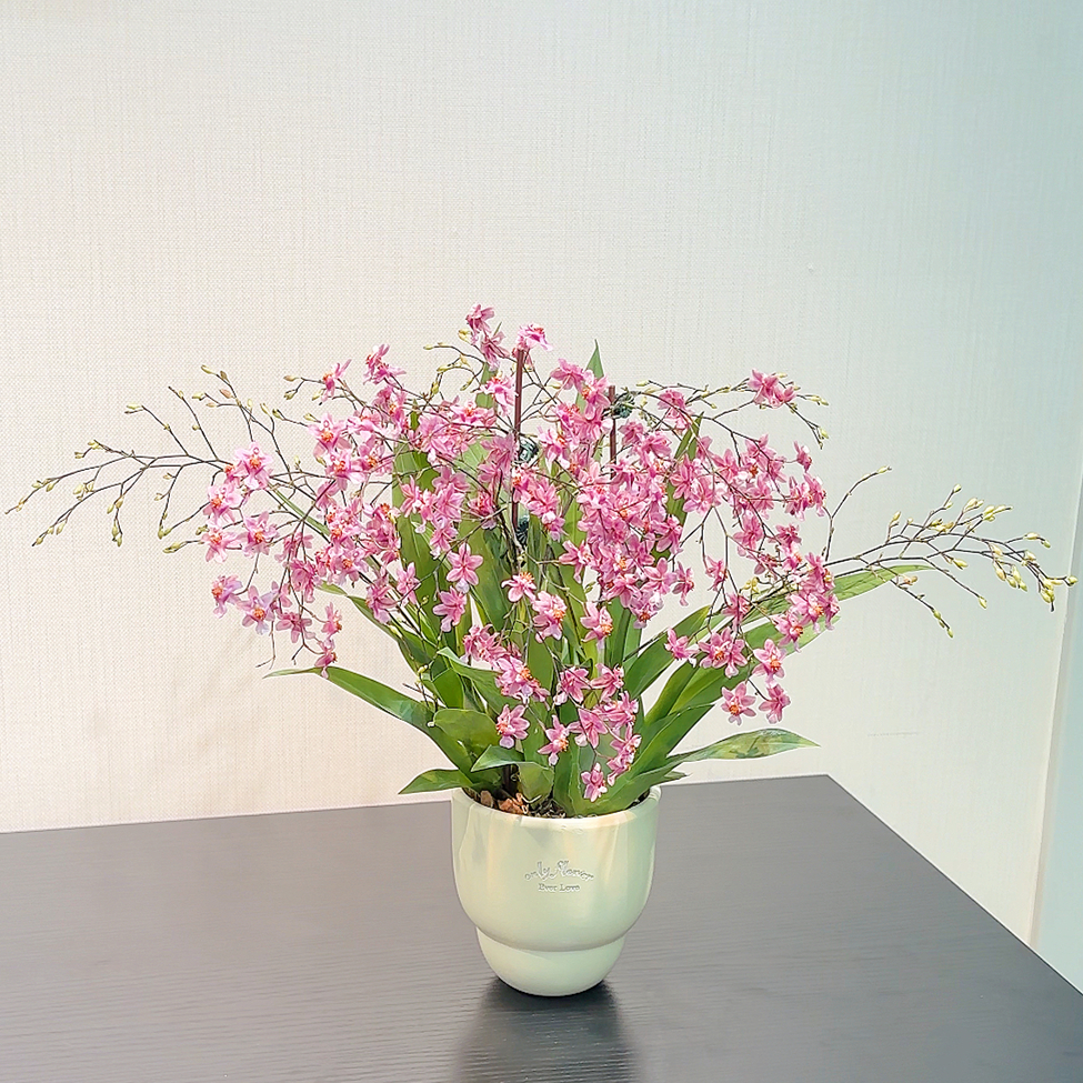 光棕粉文心兰好看好养室内绿植盆栽办公室桌面绿植